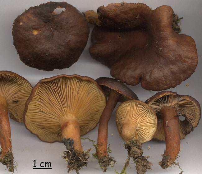 Lactarius subumbonatus